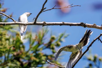 サンショウクイ 早戸川林道 2023年8月12日(土)