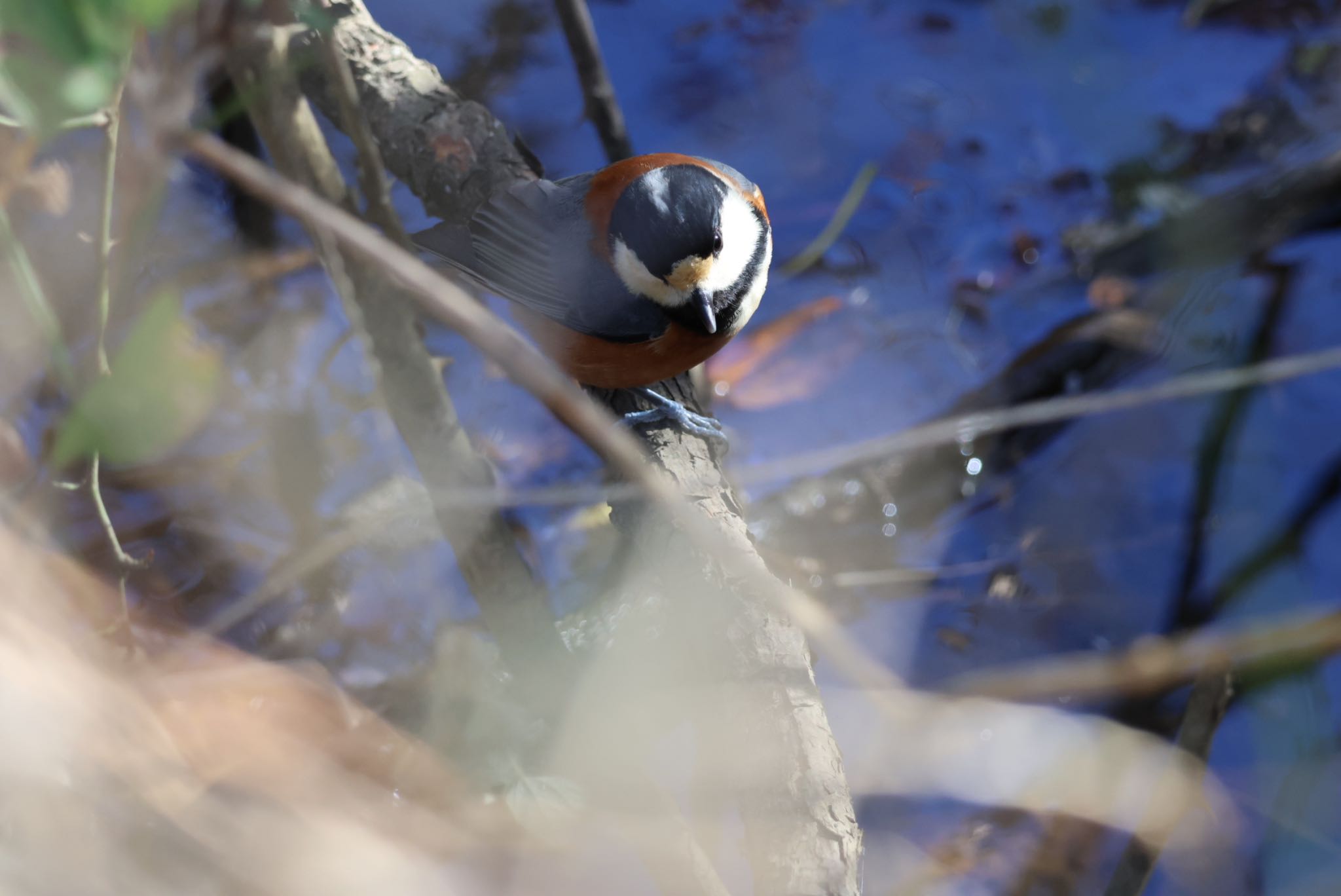 北本自然観察公園 ヤマガラの写真 by papi