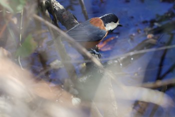 Varied Tit Kitamoto Nature Observation Park Sat, 11/25/2023