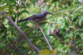 2023年11月23日(木) 久喜菖蒲公園の野鳥観察記録