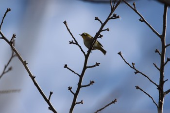 Warbling White-eye 久喜菖蒲公園 Thu, 11/23/2023