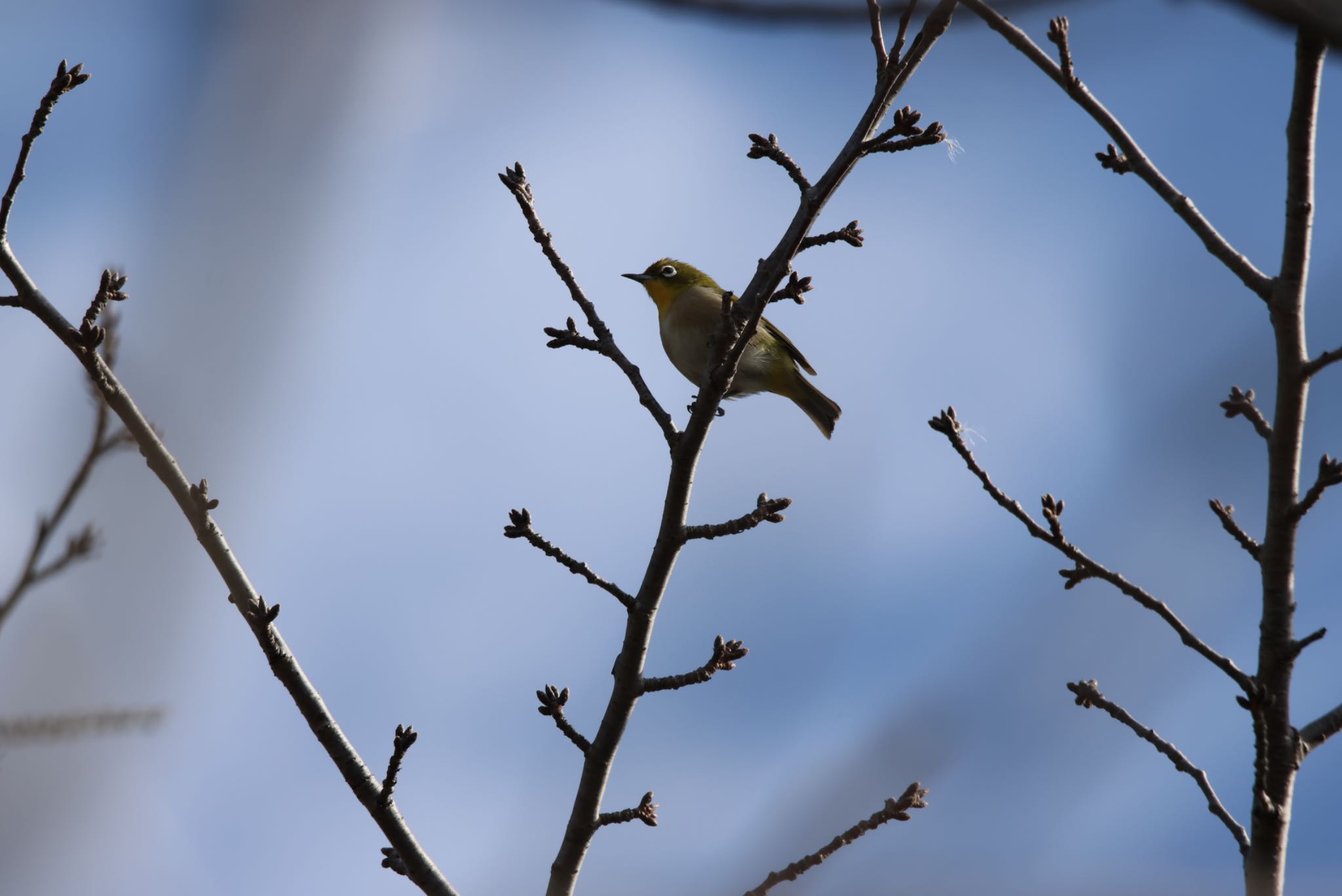 Warbling White-eye