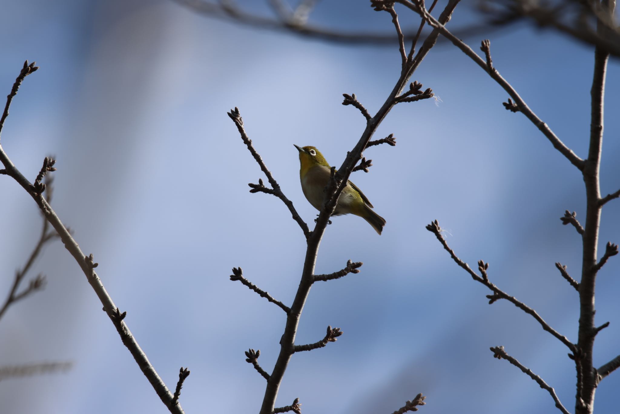 Warbling White-eye