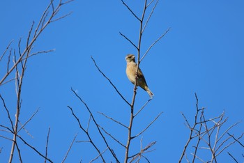 Grey-capped Greenfinch Watarase Yusuichi (Wetland) Sun, 11/19/2023