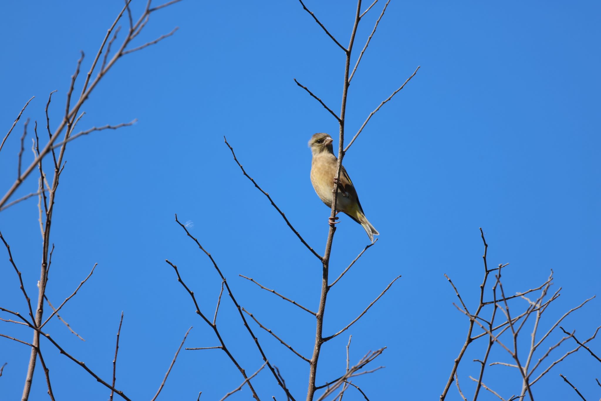 Photo of Grey-capped Greenfinch at Watarase Yusuichi (Wetland) by papi