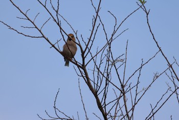 Hawfinch Watarase Yusuichi (Wetland) Sat, 11/4/2023