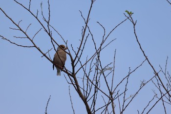 Hawfinch Watarase Yusuichi (Wetland) Sat, 11/4/2023