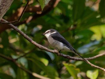 リュウキュウサンショウクイ 横浜市立金沢自然公園 2023年11月25日(土)