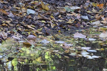 Sat, 11/25/2023 Birding report at Asaba Biotope