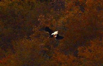 オオワシ 湖北野鳥センター 2023年11月24日(金)