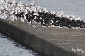 Eurasian Oystercatcher Sambanze Tideland Sat, 11/25/2023