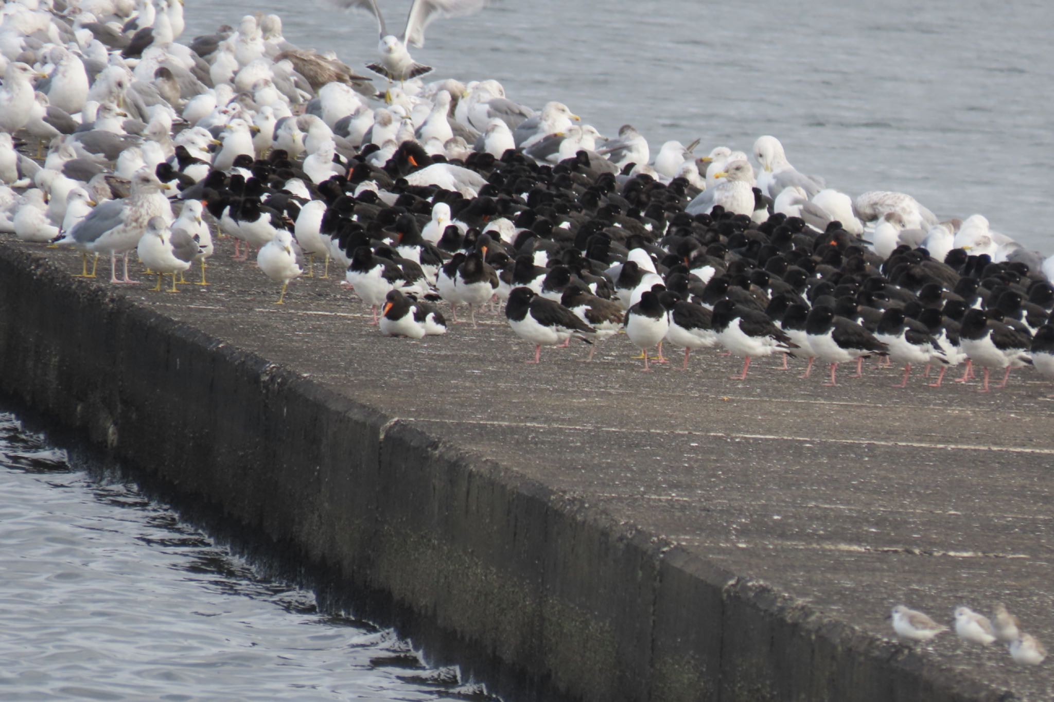 Photo of Eurasian Oystercatcher at Sambanze Tideland by Sancouchou ☽ ☼ ✩