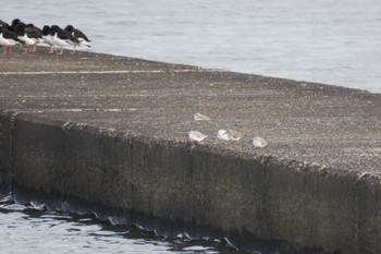 Kentish Plover Sambanze Tideland Sat, 11/25/2023