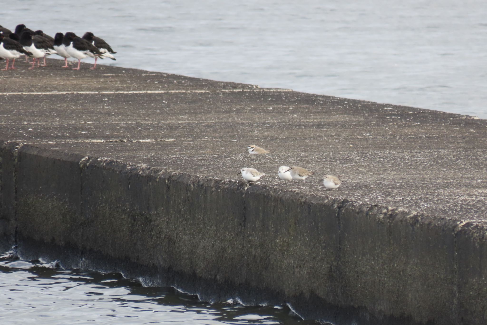 Photo of Kentish Plover at Sambanze Tideland by Sancouchou ☽ ☼ ✩