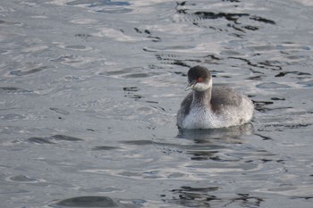 2023年11月25日(土) ふなばし三番瀬海浜公園の野鳥観察記録