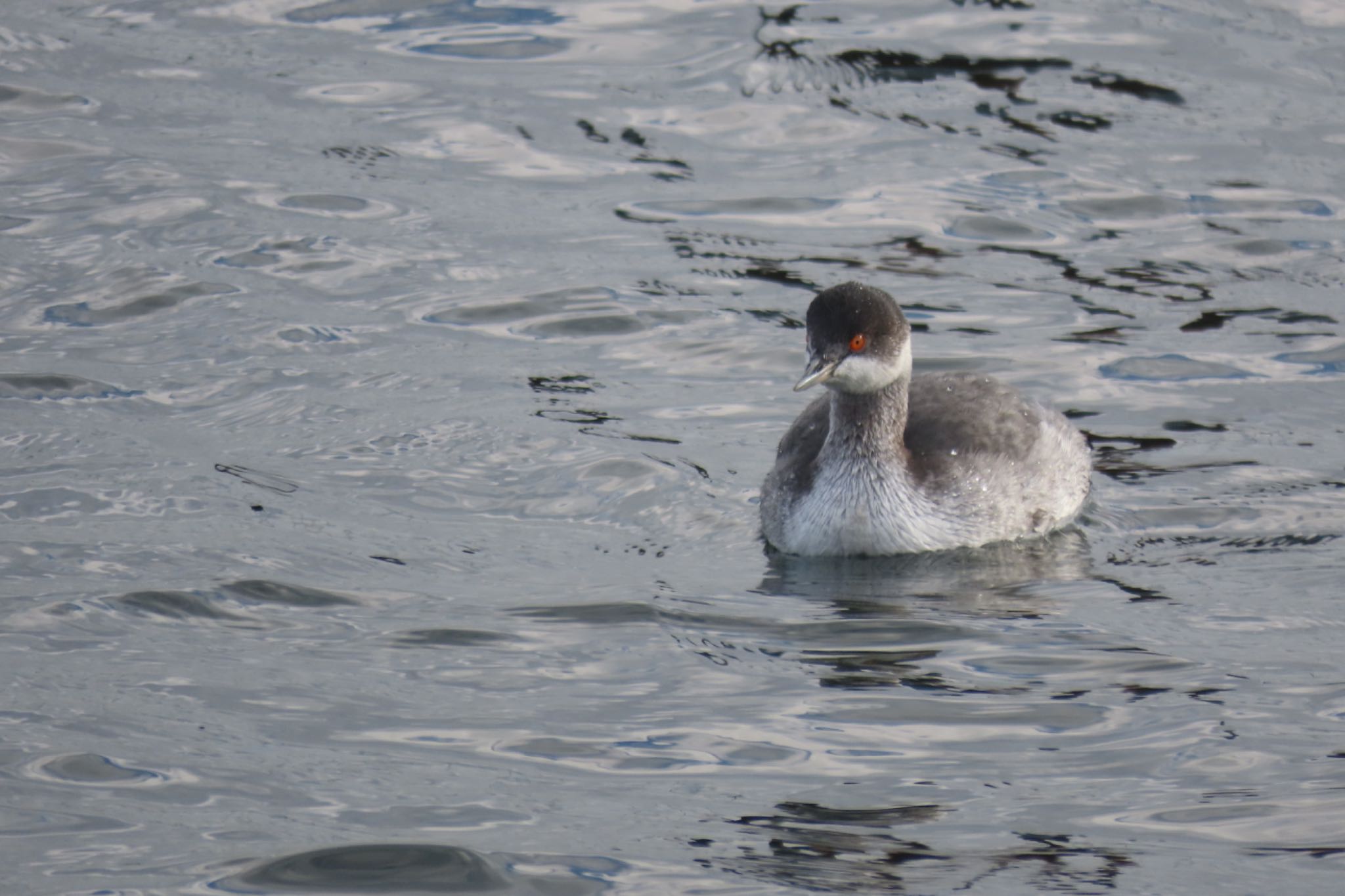 Photo of Black-necked Grebe at Sambanze Tideland by Sancouchou ☽ ☼ ✩