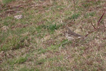 タヒバリ ふなばし三番瀬海浜公園 2023年11月25日(土)