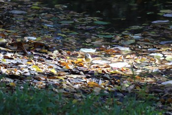 Grey Wagtail Asaba Biotope Sat, 11/25/2023