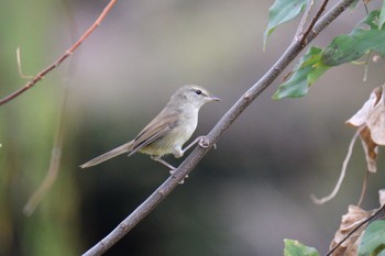 Japanese Bush Warbler 門池公園(沼津市) Sat, 11/25/2023