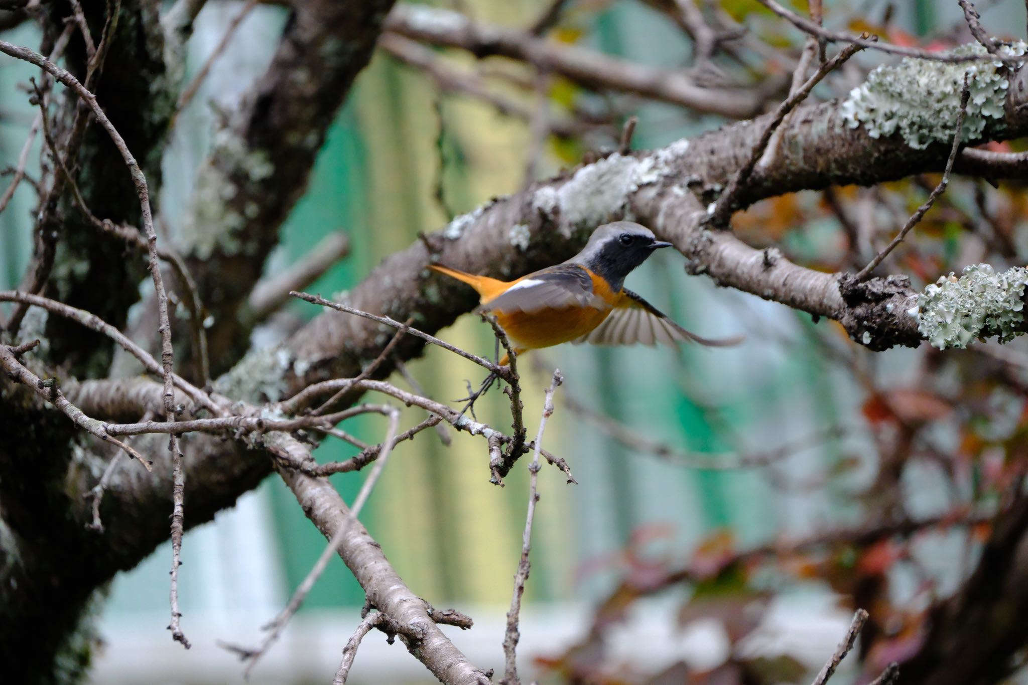 Daurian Redstart