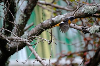 Daurian Redstart 源兵衛川 Sat, 11/25/2023