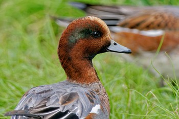 American Wigeon x Eurasian Wigeon