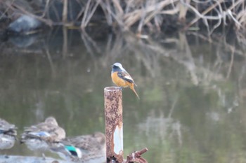 Sat, 11/25/2023 Birding report at 行徳野鳥保護区