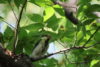 Japanese Tit 加須はなさき公園 Sun, 6/25/2023