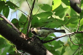 Japanese Tit 加須はなさき公園 Sun, 6/25/2023