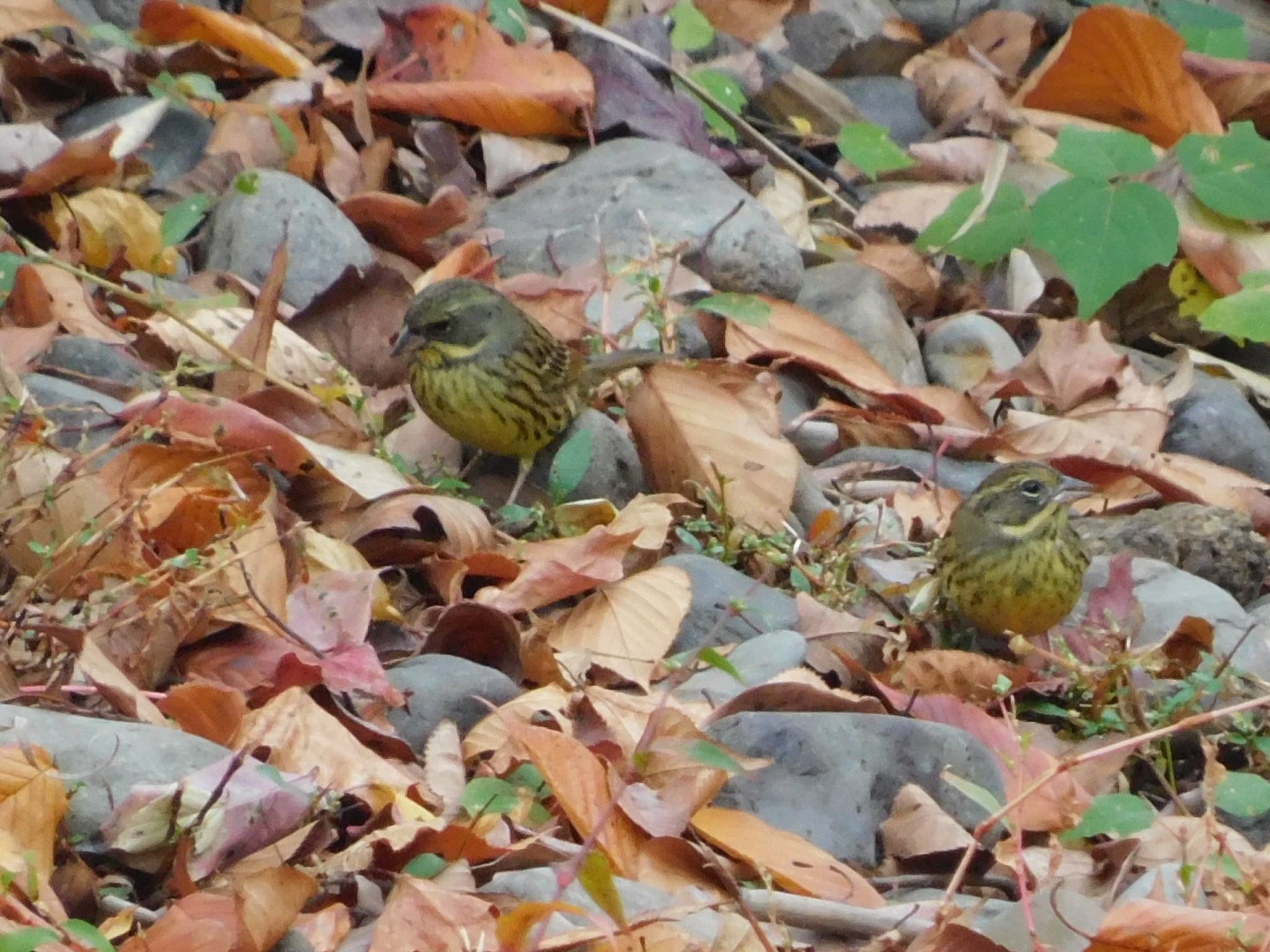 東京港野鳥公園 アオジの写真 by ucello