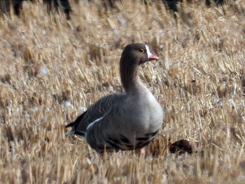 Lesser White-fronted Goose Izunuma Sat, 11/25/2023