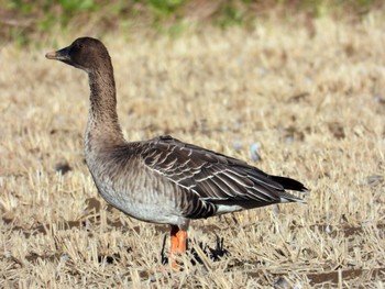 Taiga Bean Goose Kabukuri Pond Sat, 11/25/2023