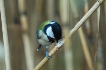 シジュウカラ 清瀬金山調節池 2023年11月19日(日)