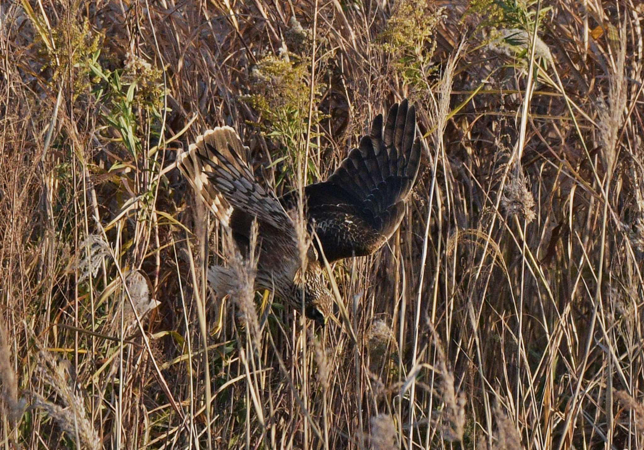 Photo of Hen Harrier at  by くまのみ