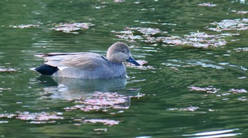 Gadwall 大覚寺大沢池 Sat, 11/25/2023