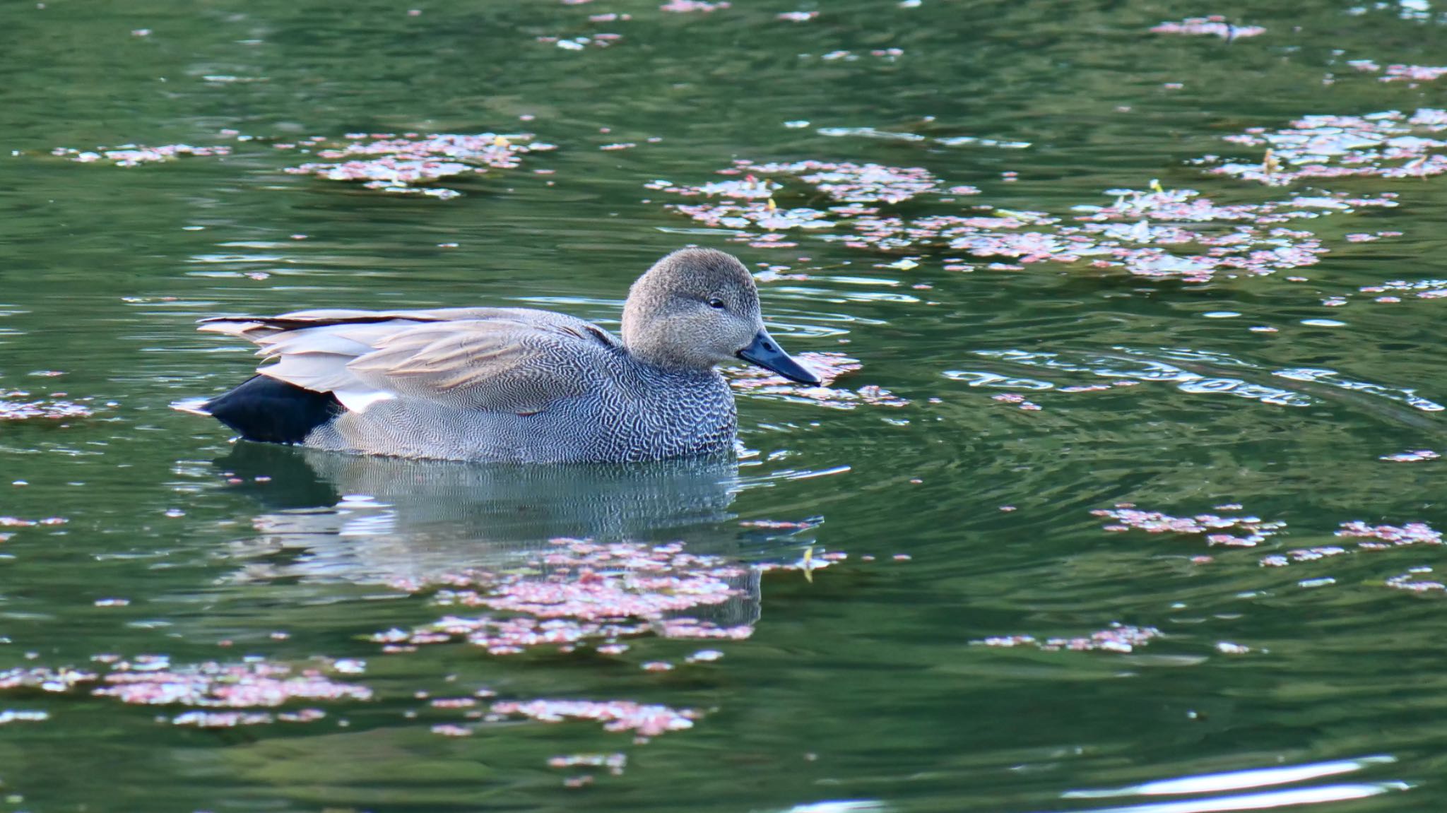 Gadwall