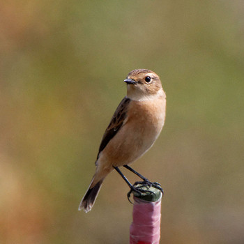 2015年10月4日(日) 琵琶湖の野鳥観察記録