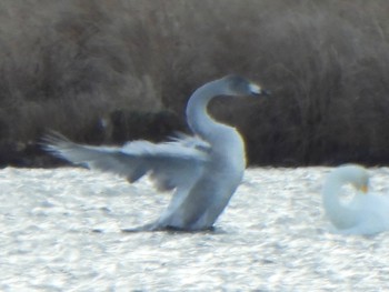 オオハクチョウ ウトナイ湖 2023年11月25日(土)