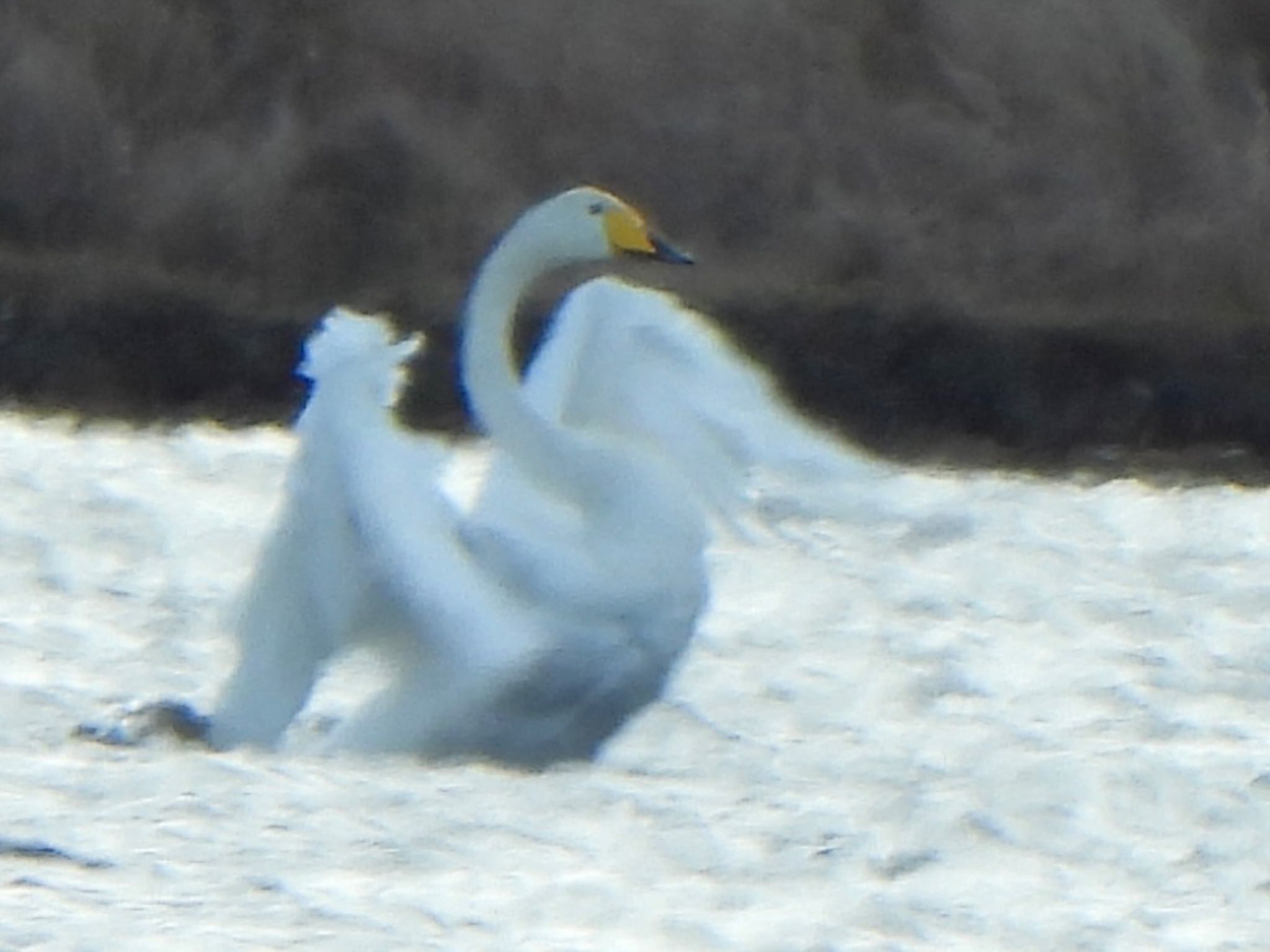 ウトナイ湖 オオハクチョウの写真 by ツピ太郎