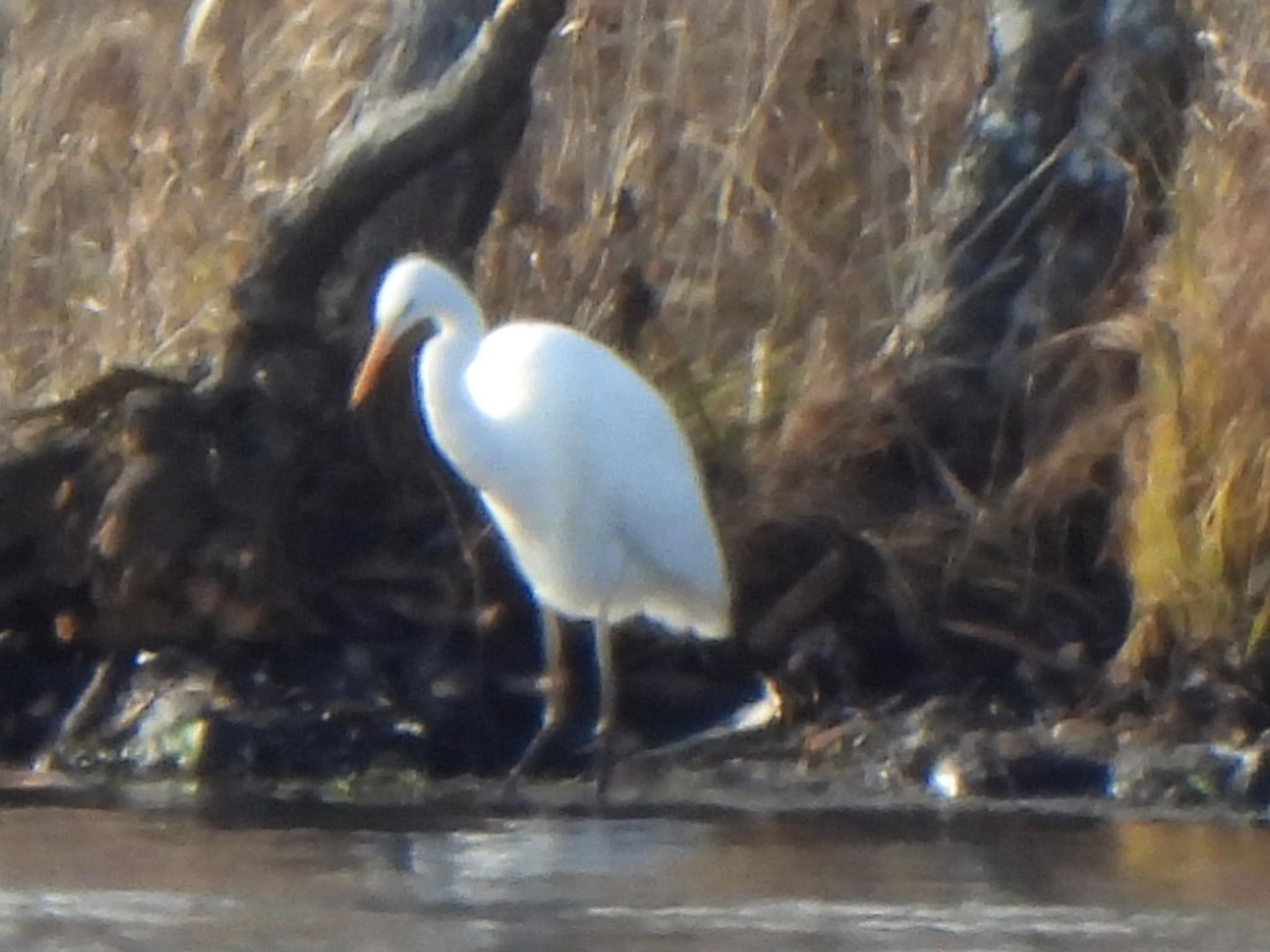 Great Egret