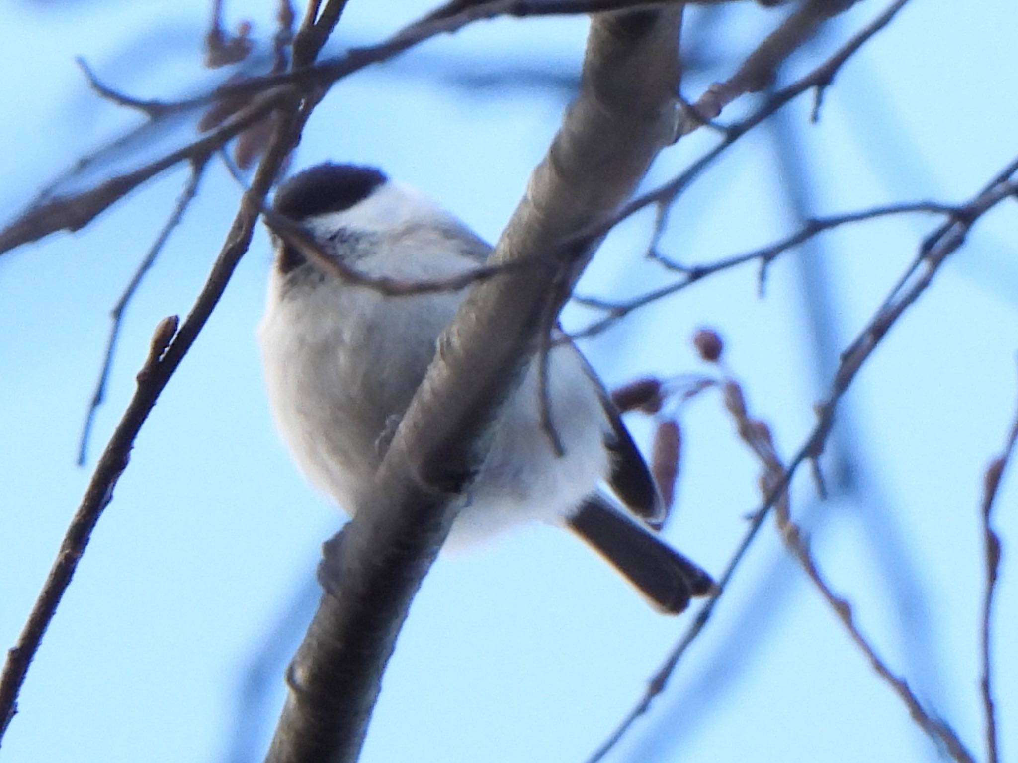 Willow Tit