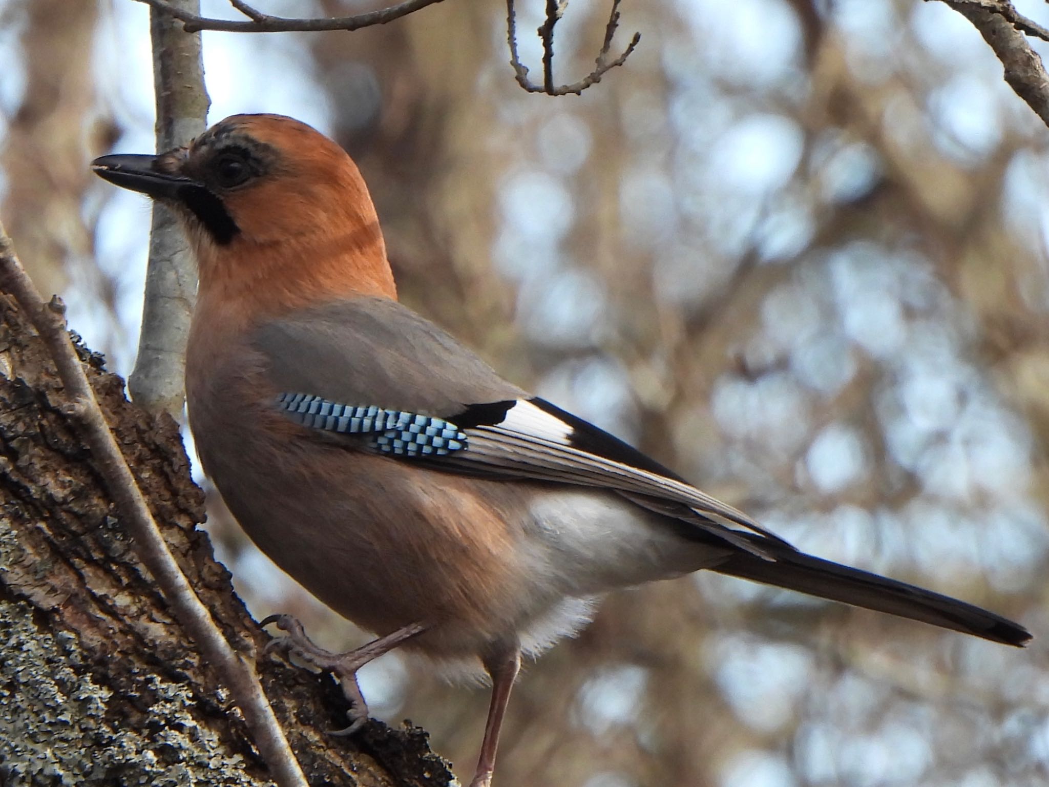 Eurasian Jay(brandtii)