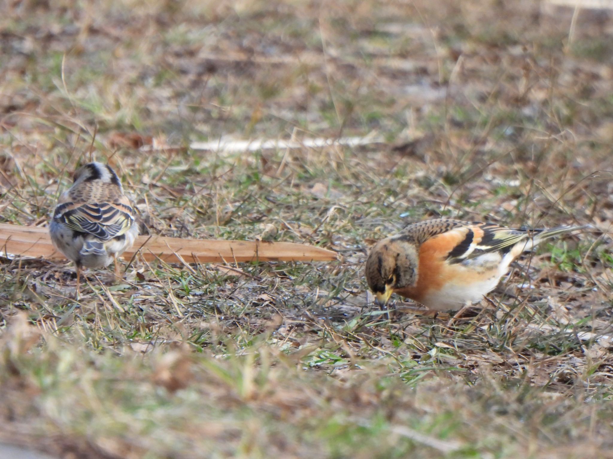 Brambling