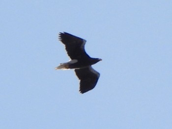 2023年11月25日(土) ウトナイ湖の野鳥観察記録