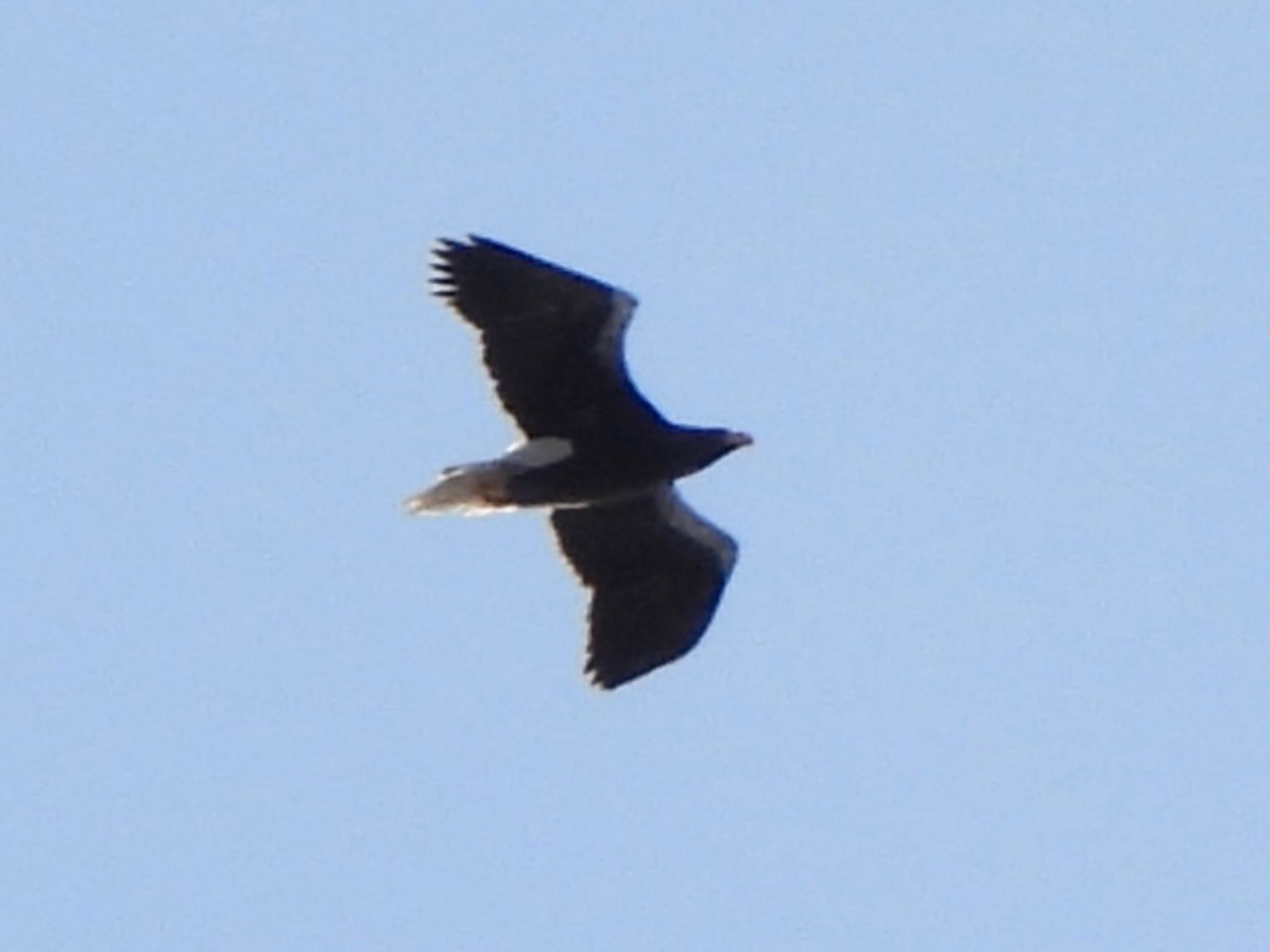 Steller's Sea Eagle