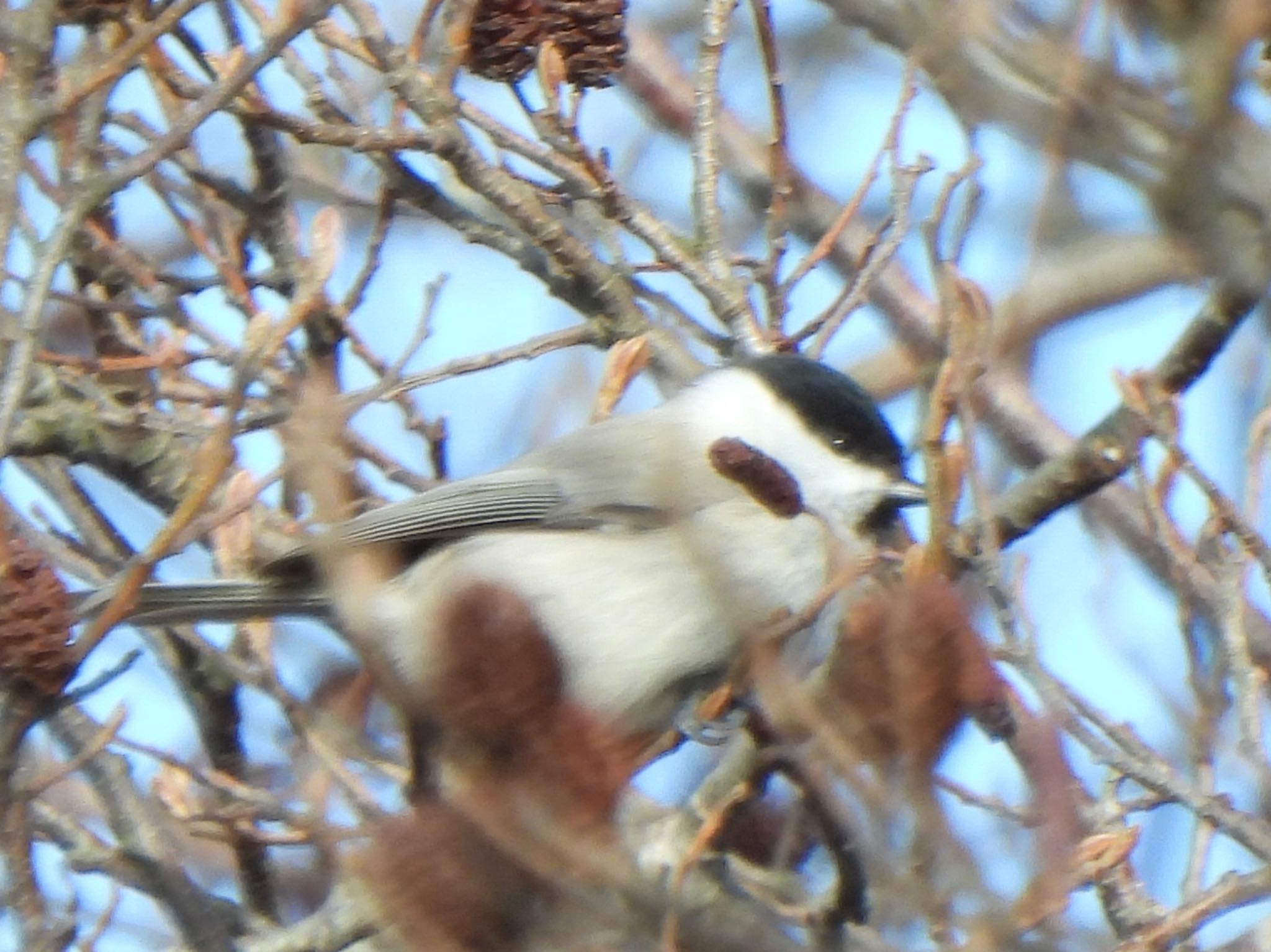 ハシブトガラ