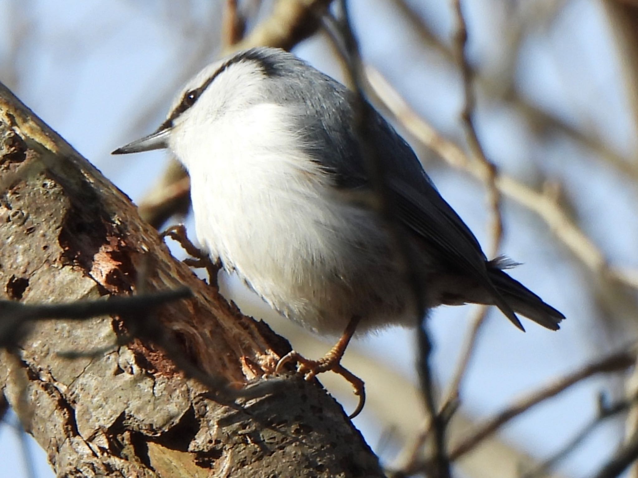 Eurasian Nuthatch(asiatica)