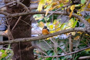 Common Kingfisher 源兵衛川 Sat, 11/25/2023