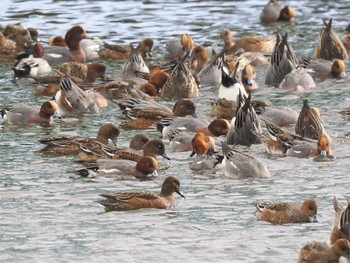 2023年11月25日(土) 石狩 茨戸川の野鳥観察記録