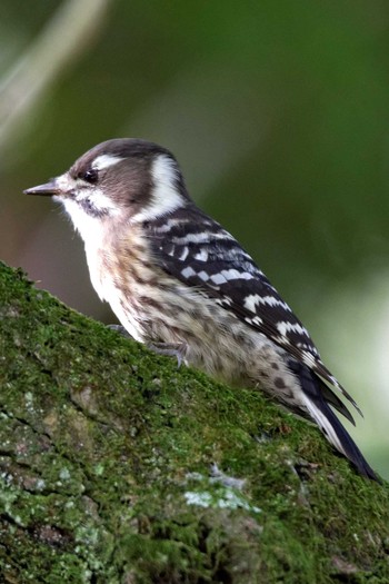 2015年10月12日(月) 岐阜公園の野鳥観察記録